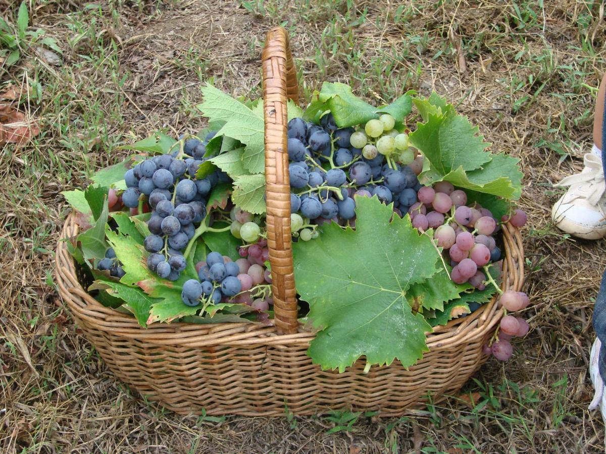 Quinta Da Portelada 比索达雷加 外观 照片