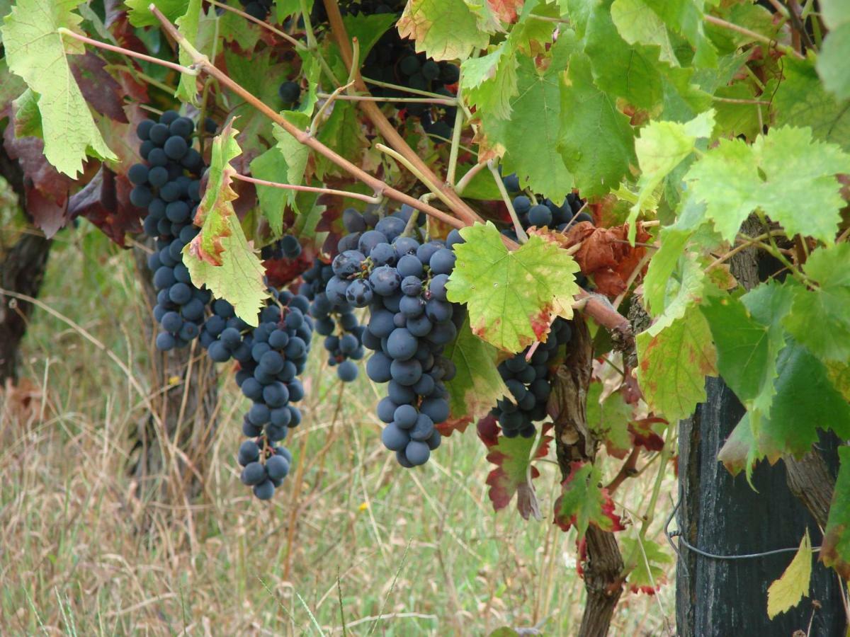 Quinta Da Portelada 比索达雷加 外观 照片